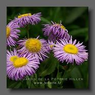 Erigeron speciosus (le jardin de la poterie Hillen).. www.poterie.fr